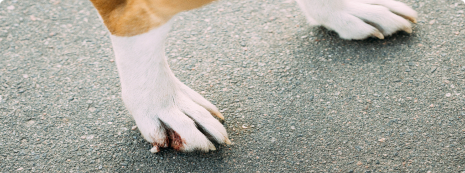 Ivy League Scientists Uncover The Surprising Reason Why Some Dogs Stay ...